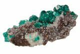 Sparkly, Gemmy Dioptase Crystal Cluster - Namibia #78702-1